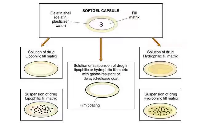 ¿Qué son las cápsulas de gelatina blanda fabricadas mediante el proceso de troquel rotativo? 3 Estructura de la cápsula de gelatina blanda