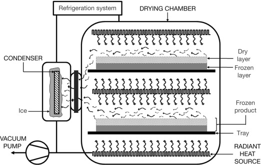 What Is a Pharmaceutical Freeze Dryer, its Benefits and Key Components 2 Components of a freeze dryer