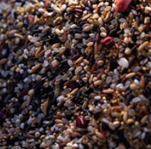 Seed
